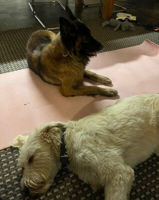 Hella, Deutscher Schäferhund - Hündin