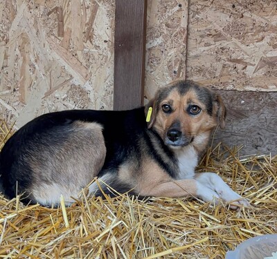 Hella, Mischling - Hündin