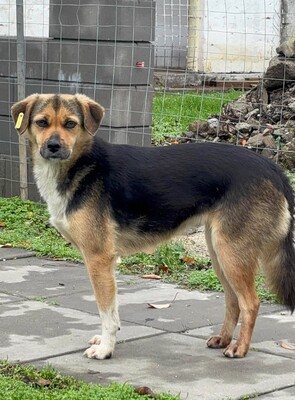 Hella, Mischling - Hündin