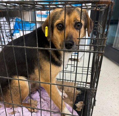 Hella, Mischling - Hündin