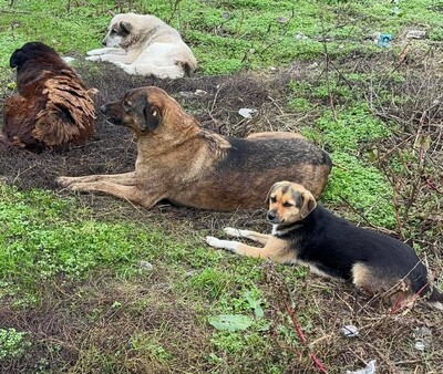 Hella, Mischling - Hündin