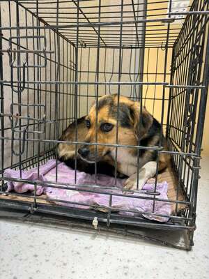 Hella, Mischling - Hündin