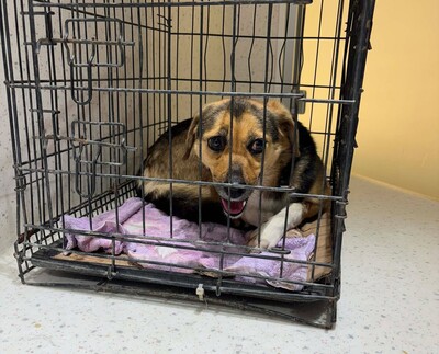 Hella, Mischling - Hündin