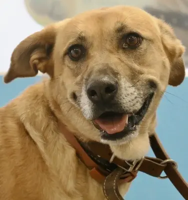 Hellen - NOTFALL -, Schäferhund - Mix - Hündin