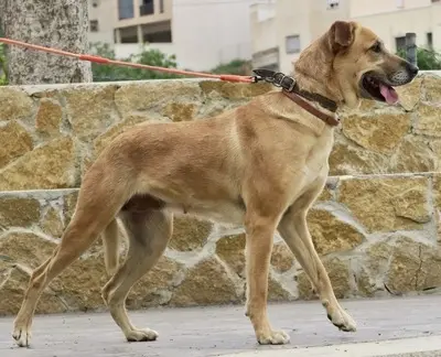 Hellen - NOTFALL -, Schäferhund - Mix - Hündin