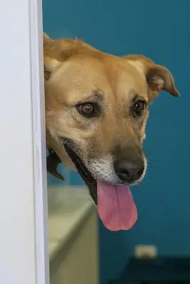 Hellen - NOTFALL -, Schäferhund - Mix - Hündin