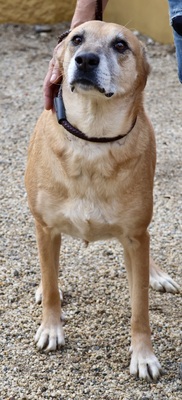 Hellen - NOTFALL, Schäferhund - Mix - Hündin