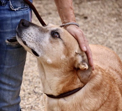 Hellen - NOTFALL, Schäferhund - Mix - Hündin