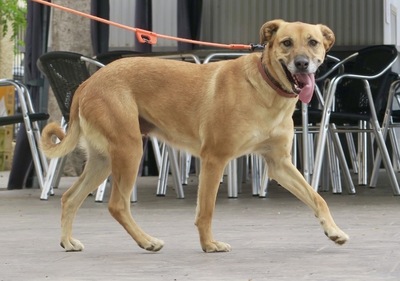 Hellen - NOTFELLCHEN, Schäferhund - Mix - Hündin