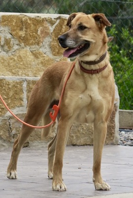 Hellen - NOTFELLCHEN, Schäferhund - Mix - Hündin