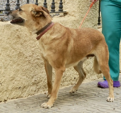 Hellen - NOTFELLCHEN, Schäferhund - Mix - Hündin