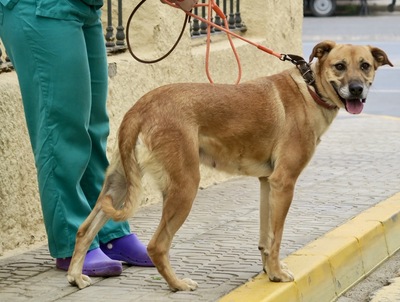 Hellen - NOTFELLCHEN, Schäferhund - Mix - Hündin