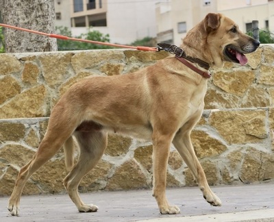 Hellen - NOTFELLCHEN, Schäferhund - Mix - Hündin