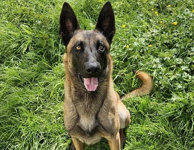 Hendrix junger Malinois Rüde braucht ein sportliches Zuhause, Malinois - Rüde 1