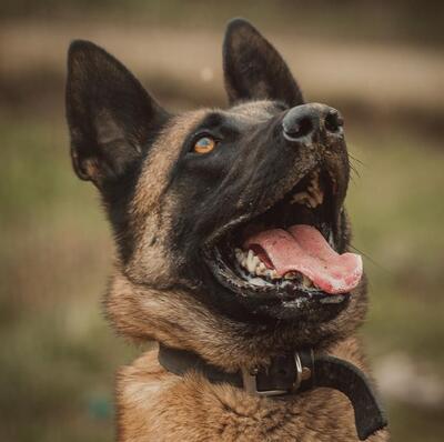 Hendrix junger Malinois Rüde braucht ein sportliches Zuhause, Malinois - Rüde