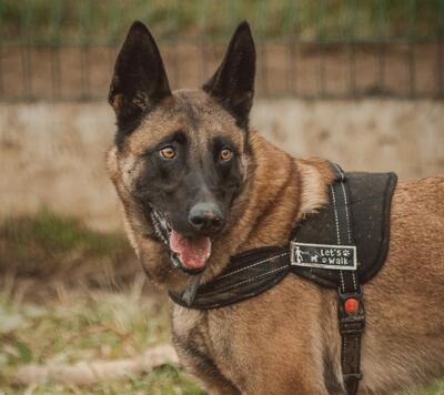 Hendrix junger Malinois Rüde braucht ein sportliches Zuhause, Malinois - Rüde