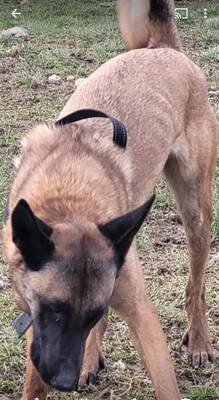 Hendrix junger Malinois Rüde braucht ein sportliches Zuhause, Malinois - Rüde