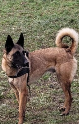 Hendrix junger Malinois Rüde braucht ein sportliches Zuhause, Malinois - Rüde