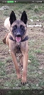 Hendrix junger Malinois Rüde braucht ein sportliches Zuhause, Malinois - Rüde