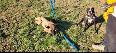 Hendrix junger Malinois Rüde braucht ein sportliches Zuhause, Malinois - Rüde