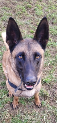 Hendrix junger Malinois Rüde braucht ein sportliches Zuhause, Malinois - Rüde