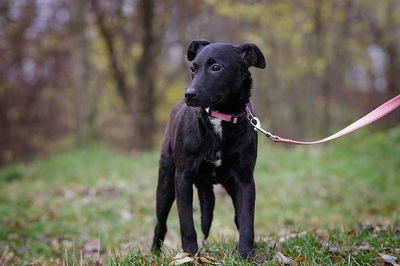 Henna, Mischling - Hündin