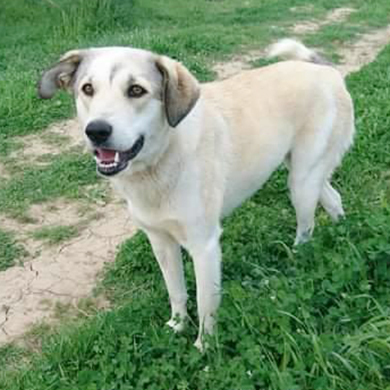 Henni / Reserviert, Mischling - Hündin