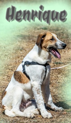 Henrique - ein Sensibelchen, Mischling - Rüde