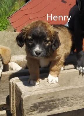 Henry, Mischling - Rüde