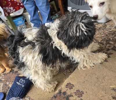 Henry, Shih Tzu - Mix - Rüde