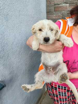 Henry, ein kleiner Hundebub sucht seine Familie