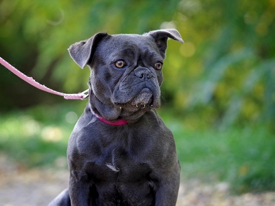 Hera, FRANZÖSISCHE BULLDOGGE - Hündin