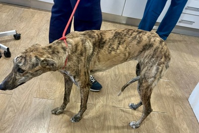 Hera, Galgo Espanol - Hündin
