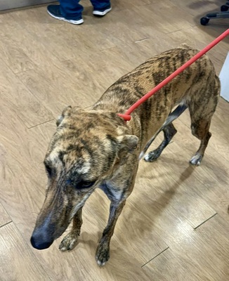 Hera, Galgo Espanol - Hündin