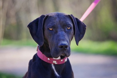 Hera, Magyar Vizsla / Cane Corso Mischlingshündin - Hündin