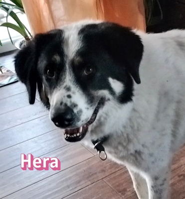 Hera, Mischling - Hündin