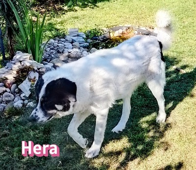 Hera, Mischling - Hündin