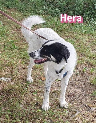 Hera, Mischling - Hündin