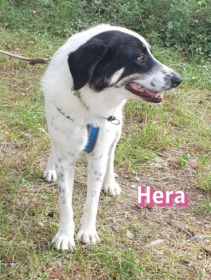 Hera, Mischling - Hündin