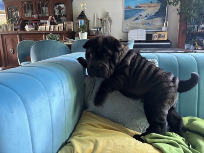 Hera, Shar-pei Welpen - Hündin 1