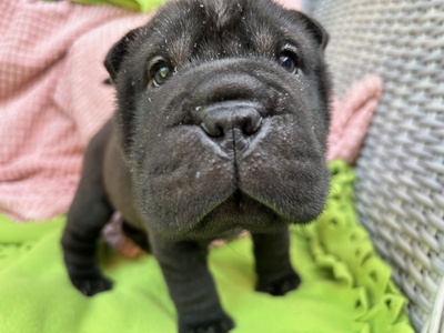 Hera, Shar-pei Welpen - Hündin