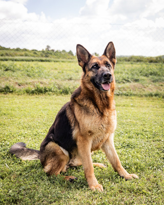 Hera - zutraulich, aufgeschlossen, sehr gelehrig und intelligent, aktiv, freundlich, menschenbezogen, neugierig, Deutscher Schäferhund (Video-Link vorhanden) - Hündin