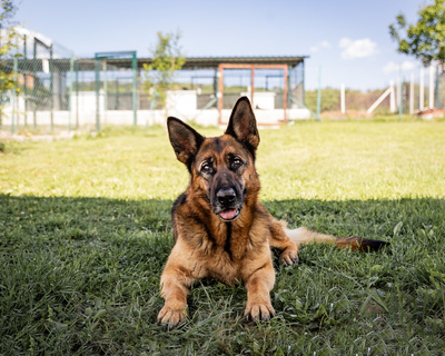 Hera - zutraulich, aufgeschlossen, sehr gelehrig und intelligent, aktiv, freundlich, menschenbezogen, neugierig, Deutscher Schäferhund (Video-Link vorhanden) - Hündin