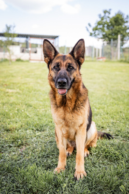 Hera - zutraulich, aufgeschlossen, sehr gelehrig und intelligent, verspielt, aktiv, freundlich, menschenbezogen, neugierig, Deutscher Schäferhund (Video auf HP) - Hündin