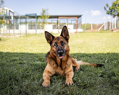 Hera - zutraulich, aufgeschlossen, sehr gelehrig und intelligent, verspielt, aktiv, freundlich, menschenbezogen, neugierig, Deutscher Schäferhund (Video auf HP) - Hündin