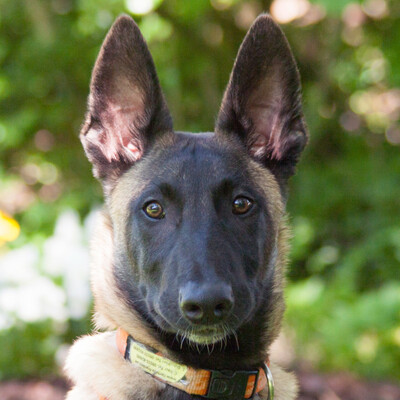 Hercul, Malinois - Rüde