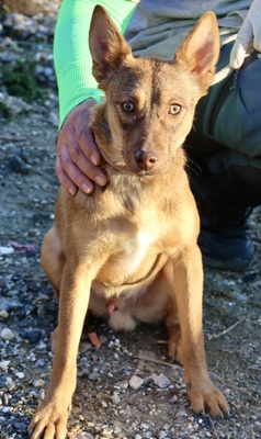 Hercules, Mix - Rüde