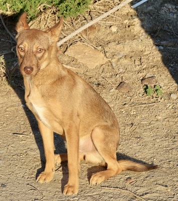 Hercules, Mix - Rüde