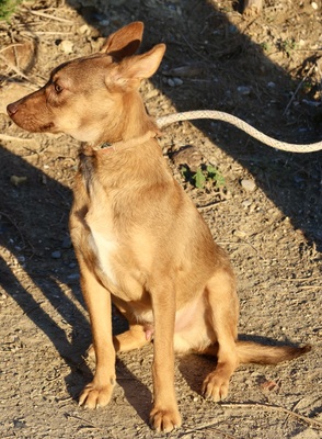 Hercules, Mix - Rüde