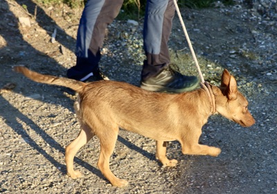 Hercules, Mix - Rüde